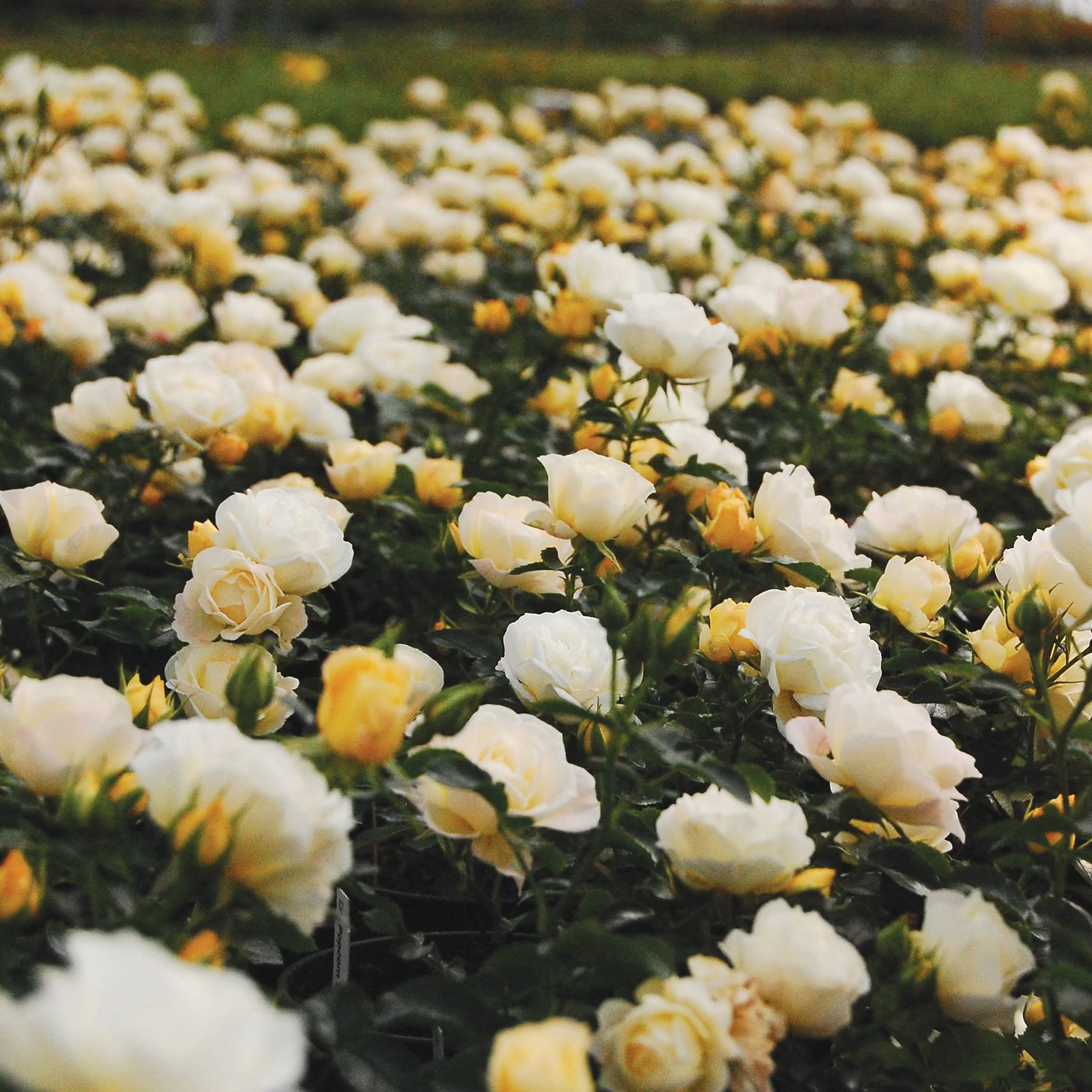 Ribbons of Roses™ Bundles of Bare Root Roses - Popcorn Drift® - Pack of 10