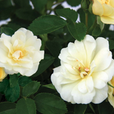Popcorn Drift®  Bare Root Rose Bush
