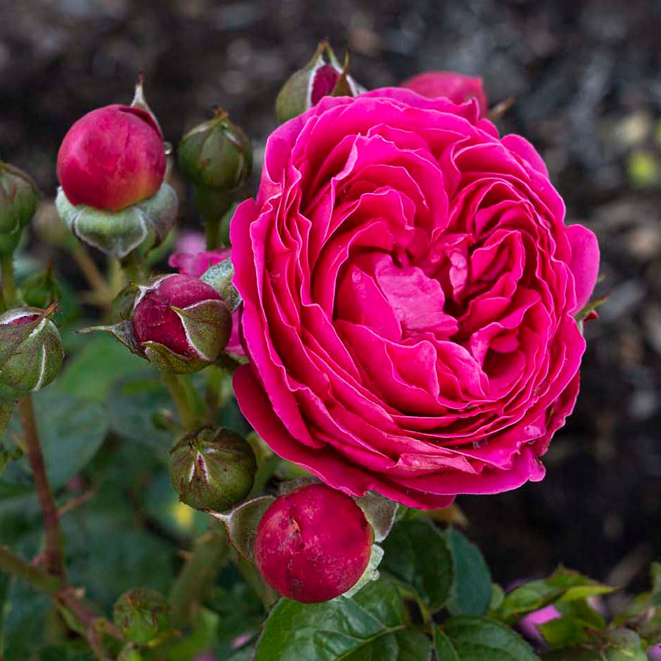 PowerPuff Pink® Potted Rose Bush - Grace Rose Farm