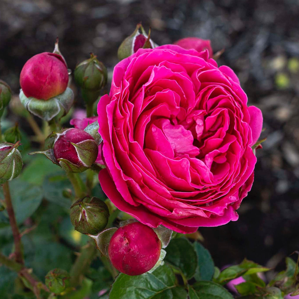 PowerPuff™ Pink Rose Bush
