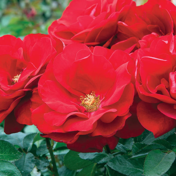 Preference™ Potted Rose Bush