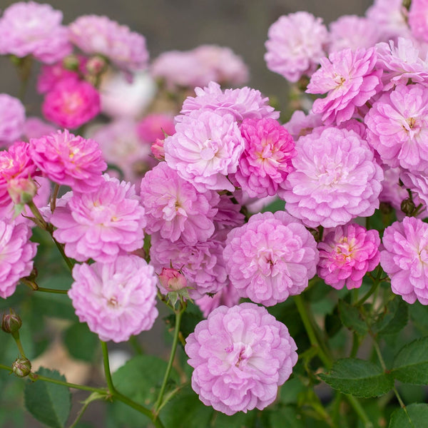 Pretty Polly® Lavender  Bare Root Rose Bush