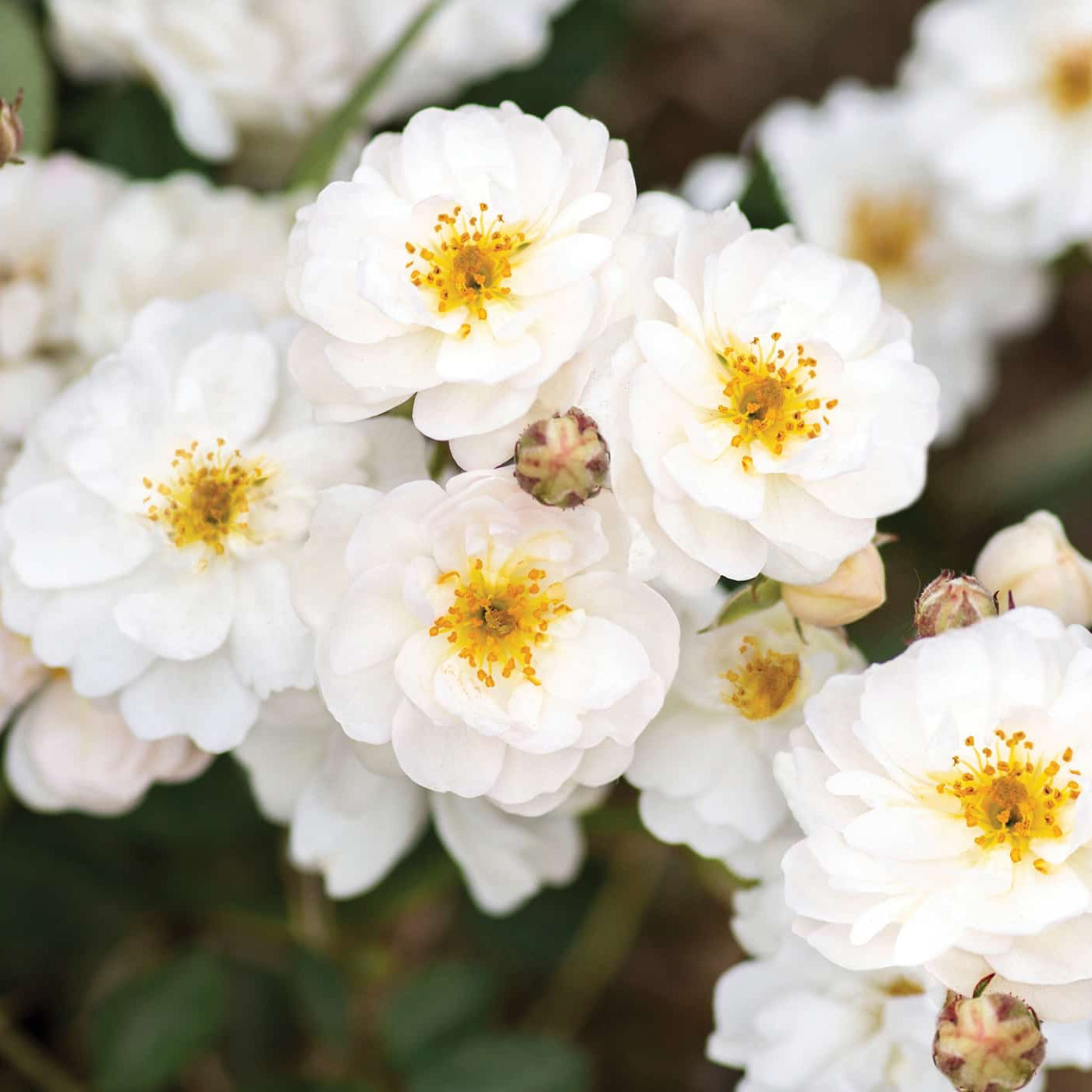 Pretty Poly® White Potted Rose Bush