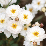 Pretty Polly® White  Bare Root Rose Bush