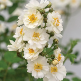 Pretty Polly® White  Bare Root Rose Bush