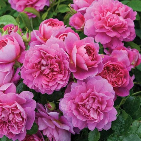 David Austin® Princess Anne® Potted Tree Rose