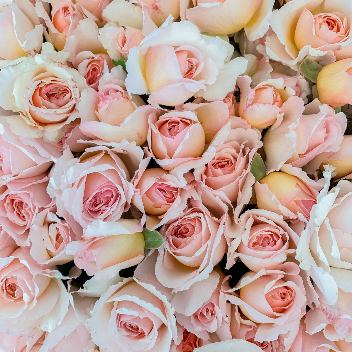 Princess Charlene de Monaco® Tree Rose Bush