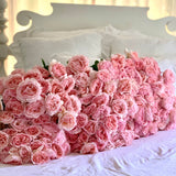 Princesse Charlene de Monaco® Potted Climbing Rose