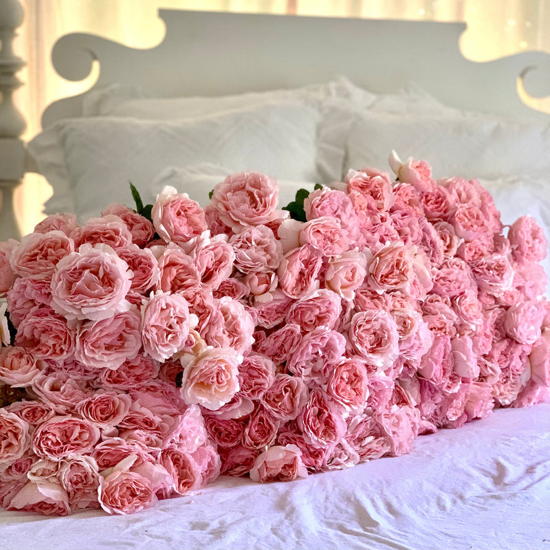 Princesse Charlene de Monaco® Potted Climbing Rose