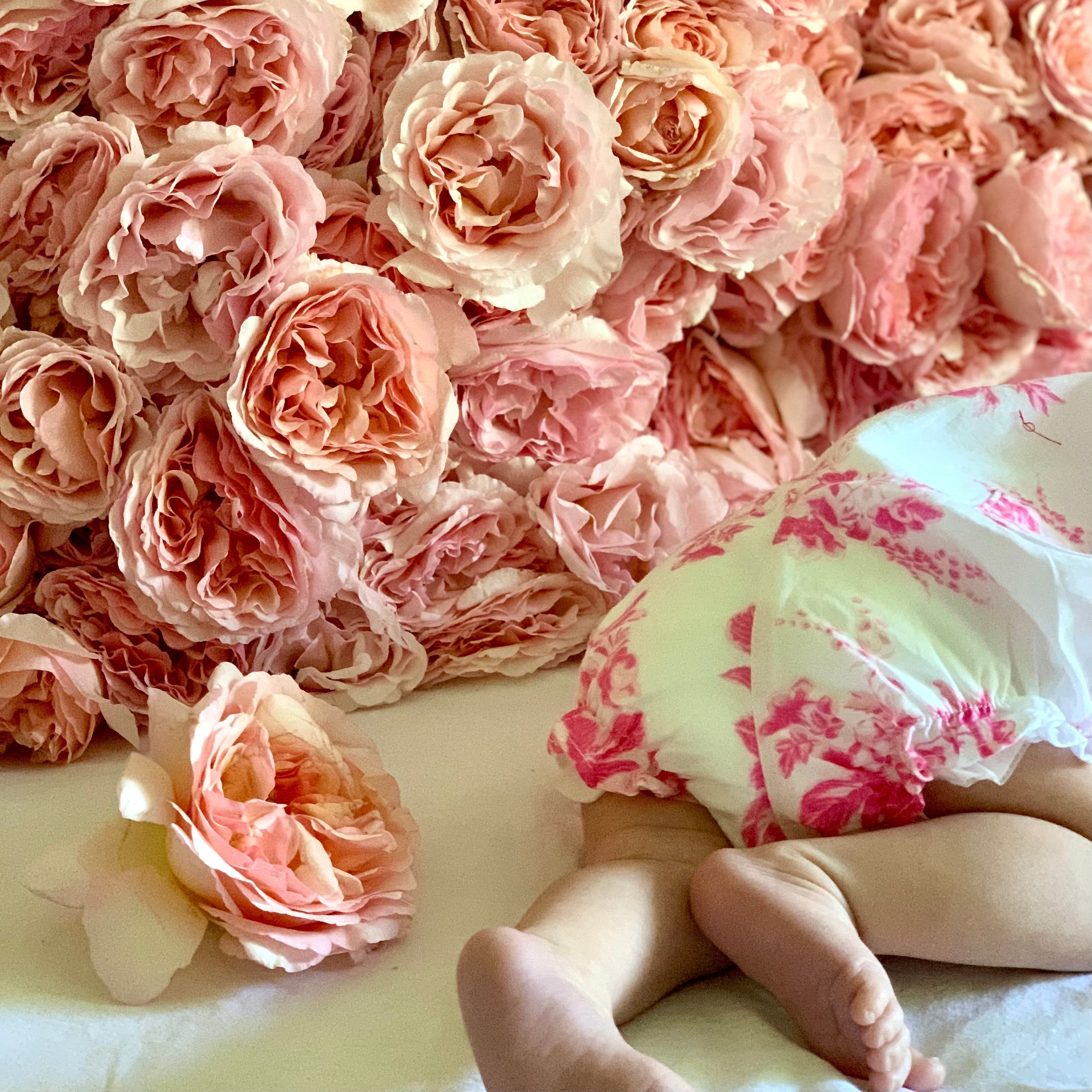 Princesse Charlene de Monaco® Potted Climbing Rose