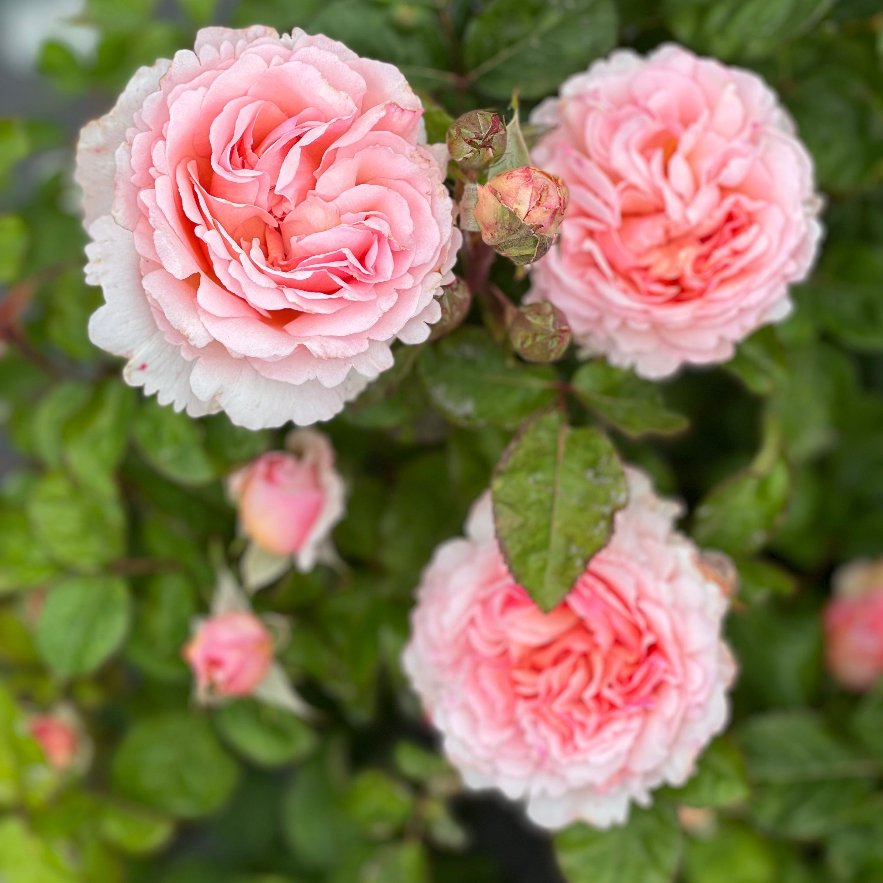 Princesse Charlene de Monaco® Potted Climbing Rose