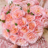 Princesse Charlene de Monaco® Potted Climbing Rose