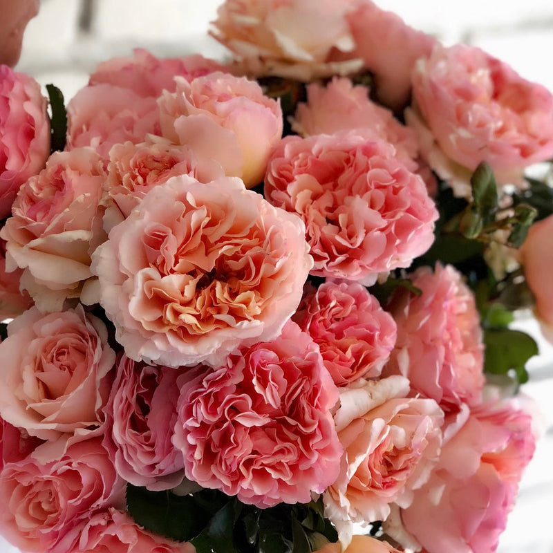 Princesse Charlene de Monaco® Potted Climbing Rose