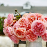 Princesse Charlene de Monaco® Potted Climbing Rose