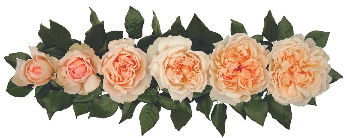 Princess Holly's Hope® Bouquet