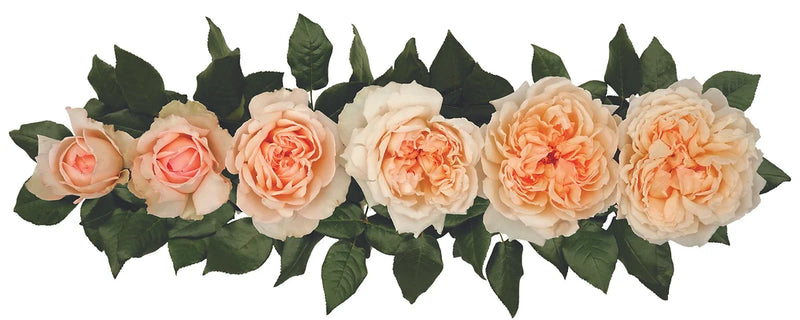 Princess Holly's Hope® Bouquet