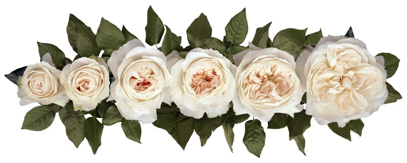 Purity™ Special Bouquet