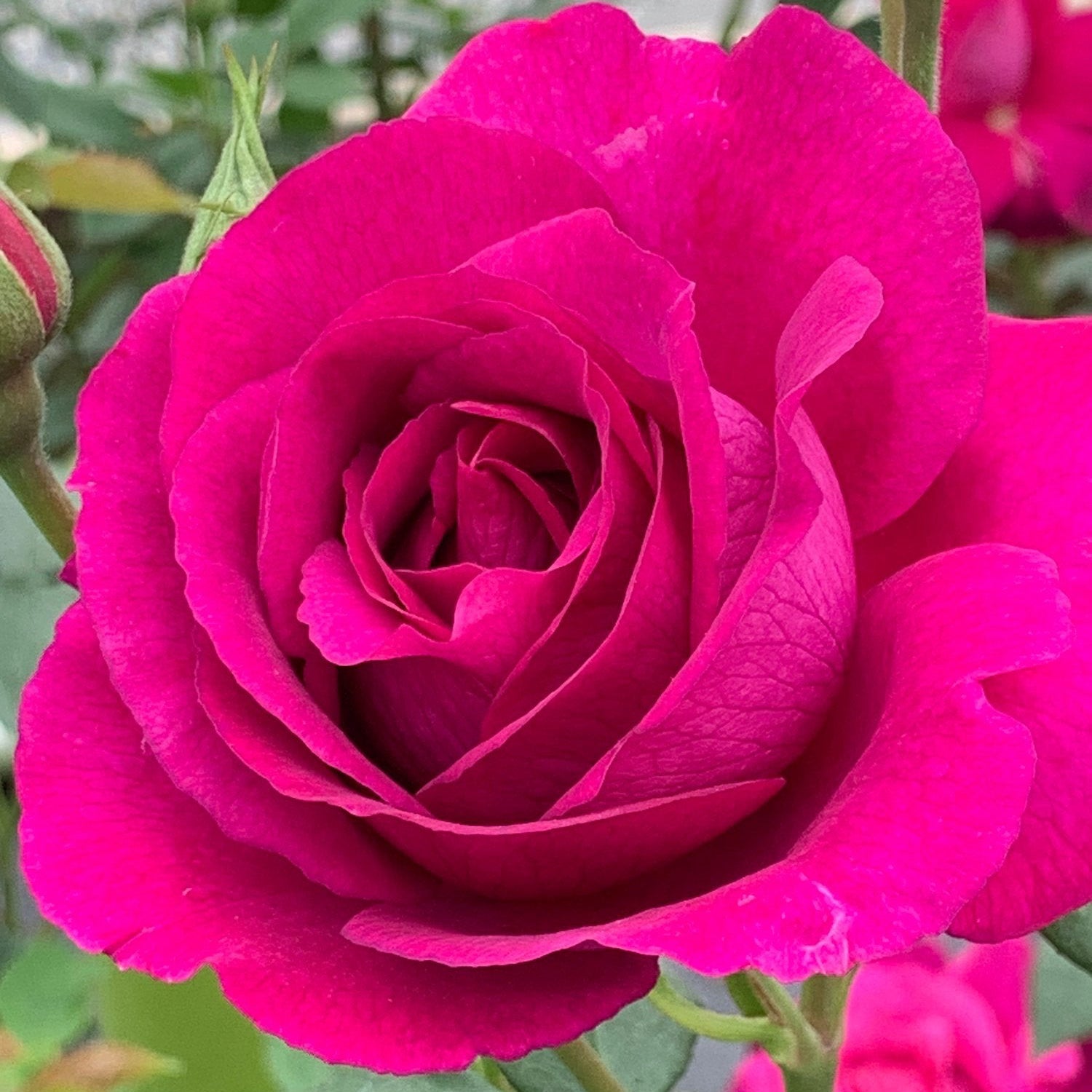 Purple Aura™ Potted Rose Bush