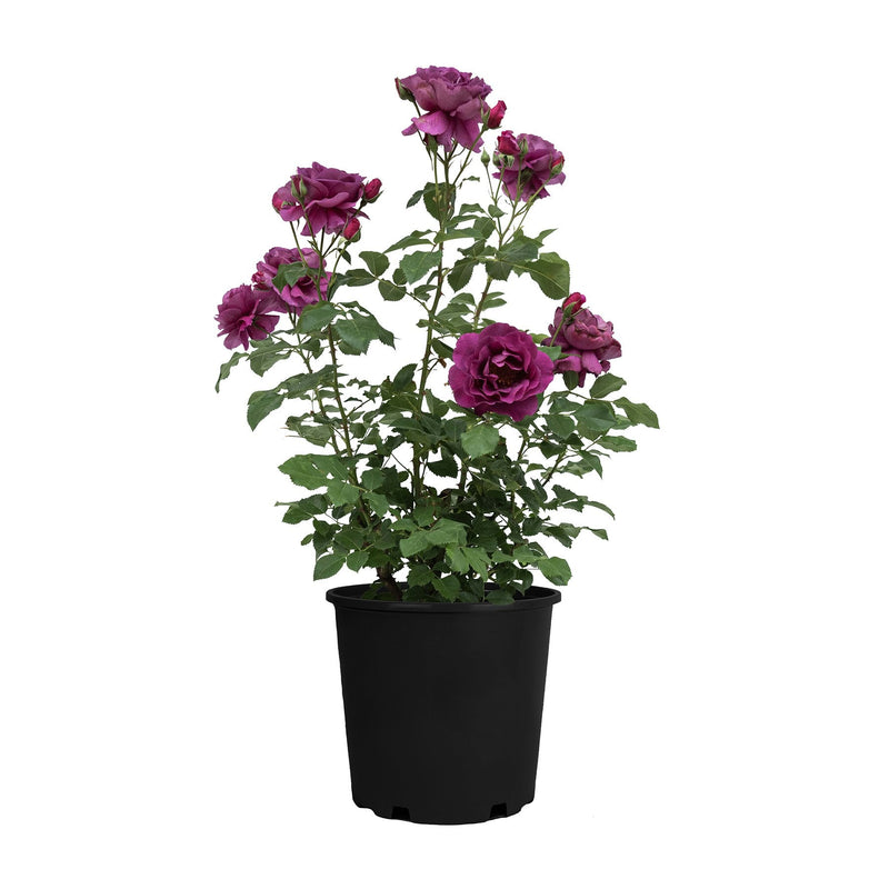 Purple Aura  Bare Root Rose Bush