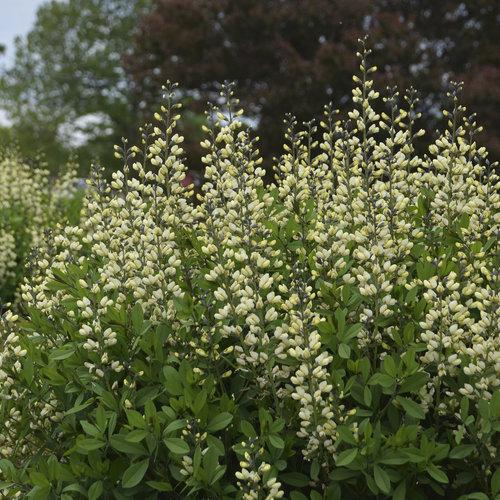 Proven Winners® Baptisia Decadence® Vanilla Cream Potted False Indigo Plant