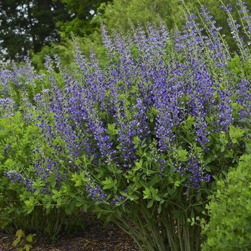 Proven Winners® Baptisia Decadence® Blueberry Sundae Potted False Indigo Plant