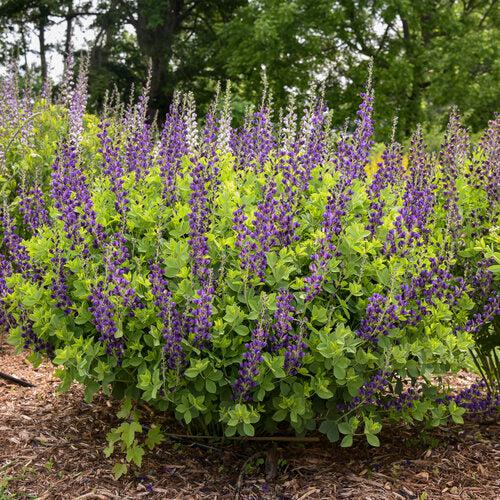 Proven Winners® Baptisia Decadence® Sparkling Sapphires Potted False Indigo Plant