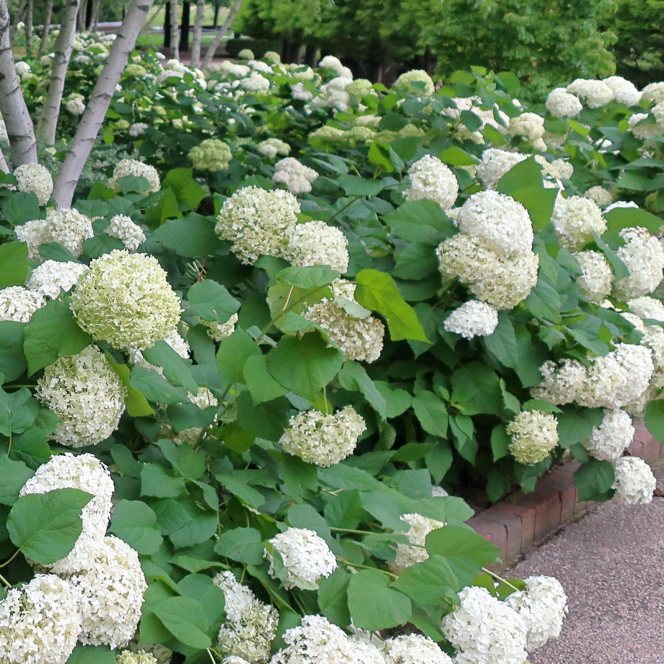 Hydrangea Annabelle Potted Smooth Hydrangea Bush