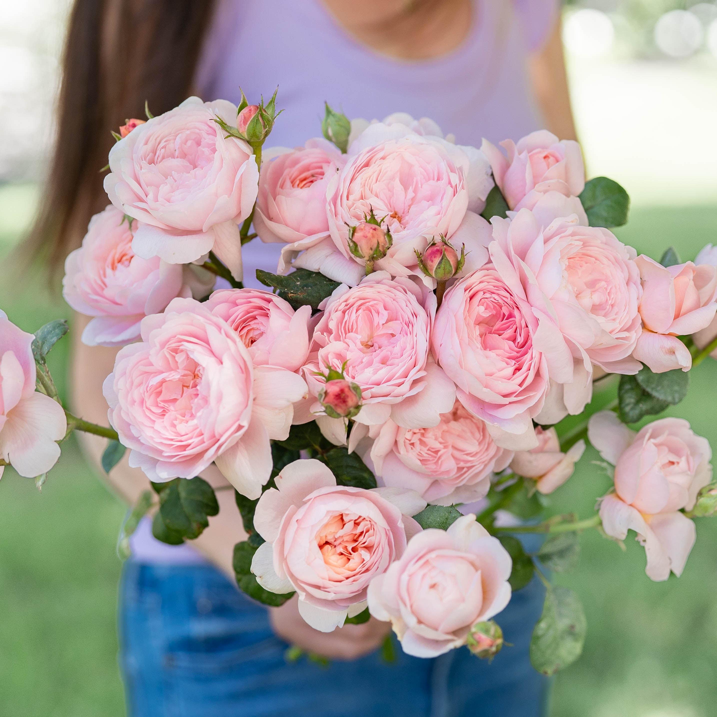 queen of sweden rose seeds David Austin® Queen of Sweden® Potted Rose Bush