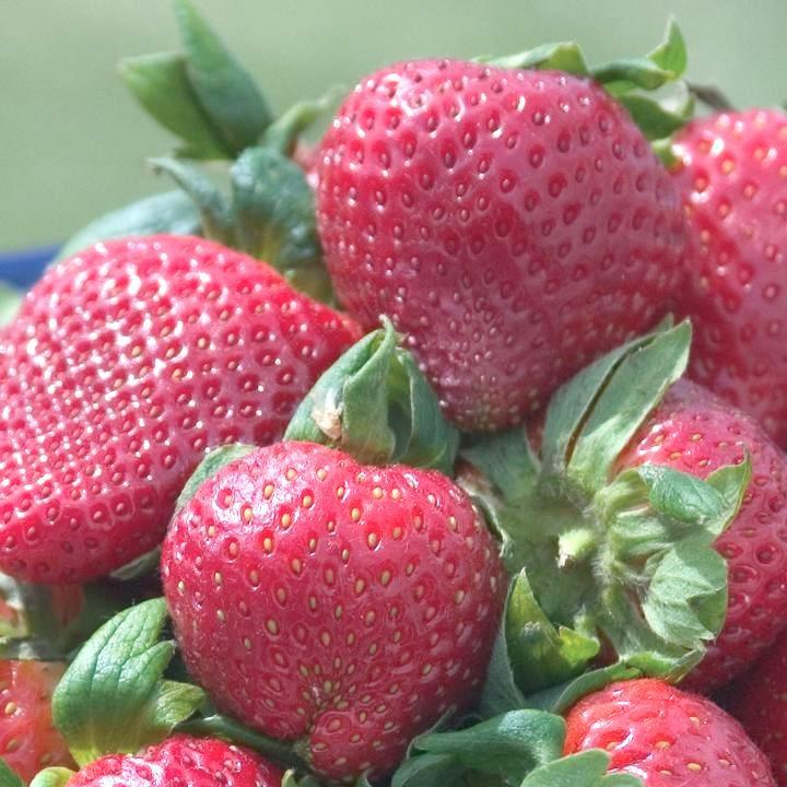 Strawberry ‘Sparkle'  Junebearing Potted Strawberry Plant