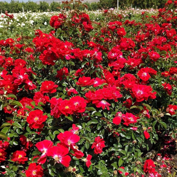 red potted plants Red Ribbons Potted Rose Bush