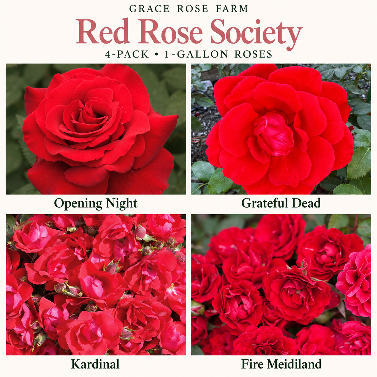 RED ROSE SOCIETY 4 Pack - The Grateful Dead Rose, Opening Night, , Kardinal & Meidiland® Fire