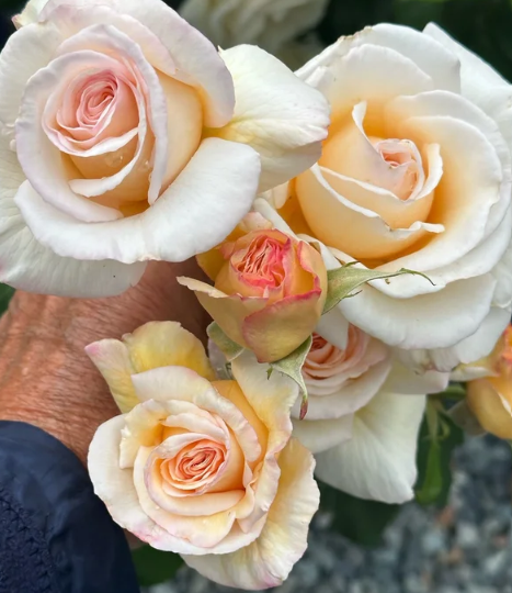Rose of Rosalie Bare Root Rose Bush