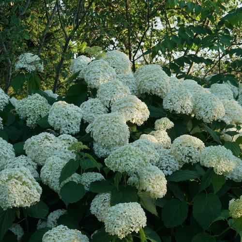 Hydrangea Proven Winners® Incrediball® Potted Smooth Hydrangea Bush
