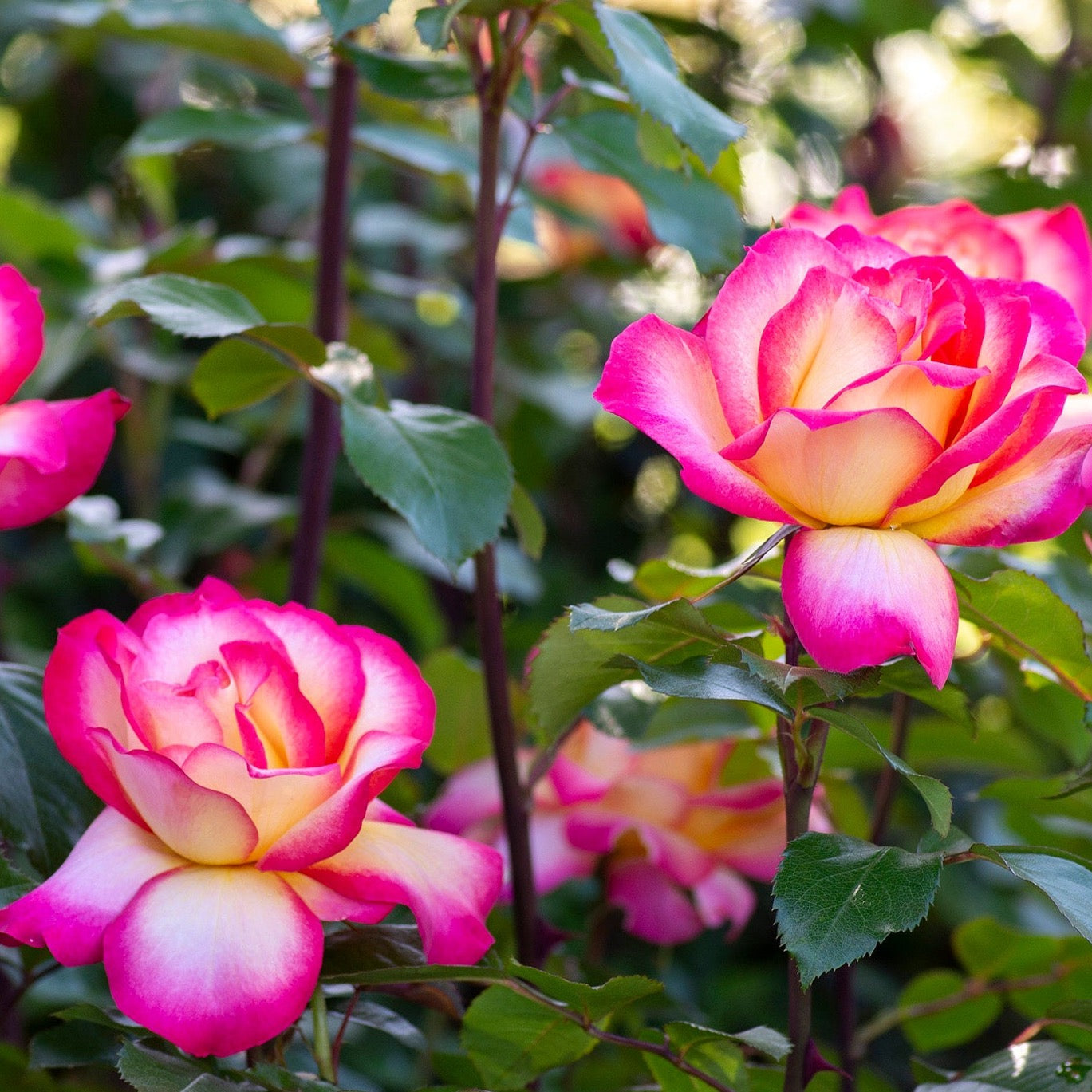 Rainbow Sorbet Potted Rose Bush | Multicolor Rose Bush | Grace