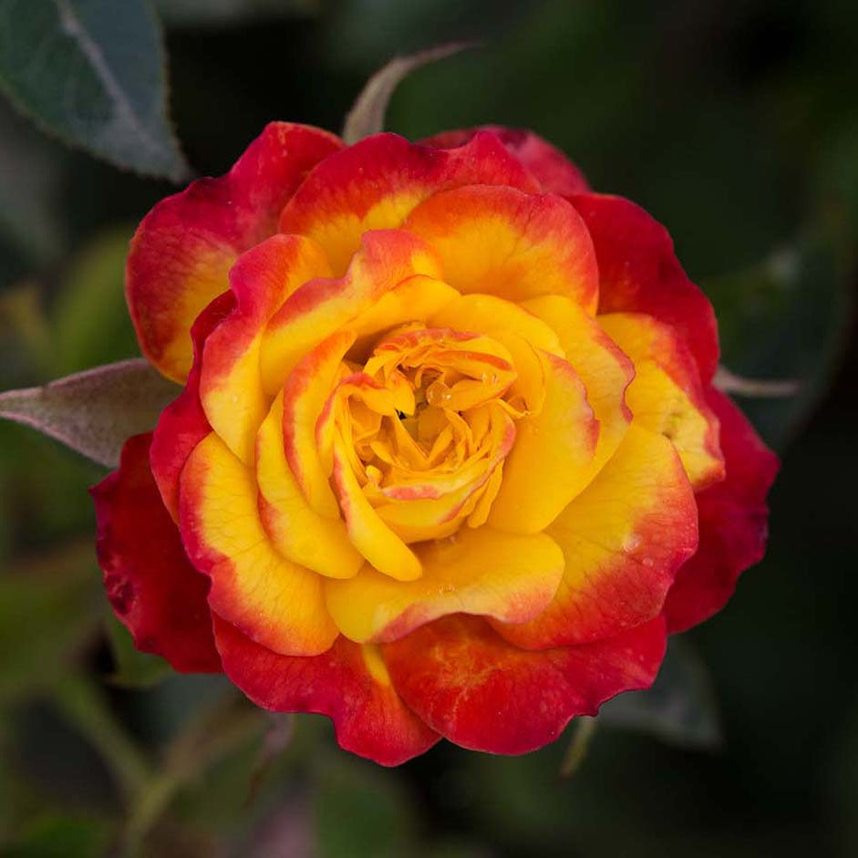 Sunblaze® Rainbow Bare Root Tree Rose - POM POM