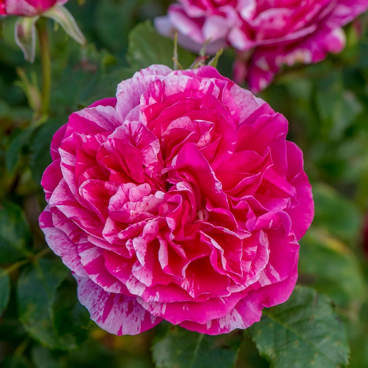 Raspberry Cream Twirl Climbing Rose | Pink Striped Climbing Rose ...