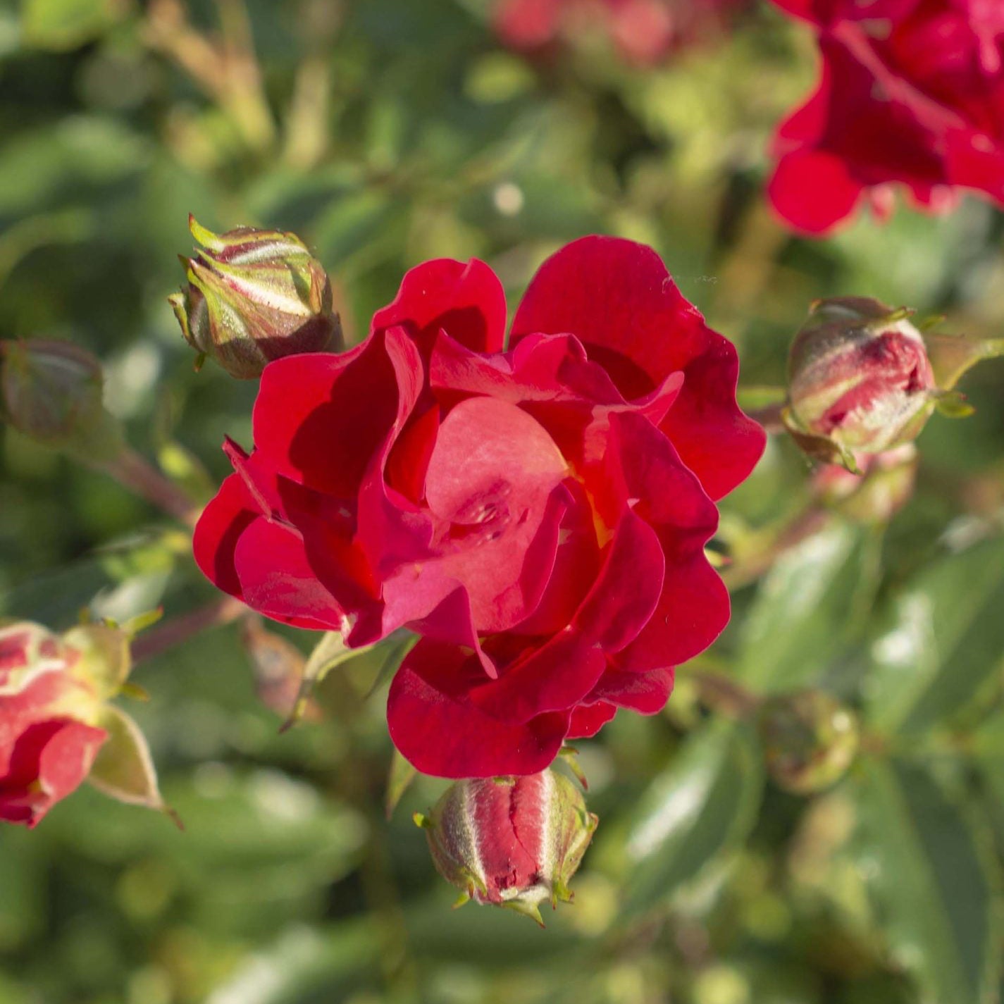 Red Drift Potted Rose Bush | Red Groundcover Rose | Grace Rose Farm