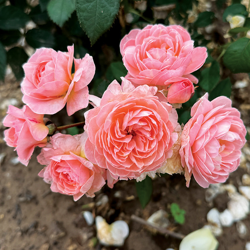 Reflecting Glory Potted Rose Bush | Apricot Shrub Rose | Grace