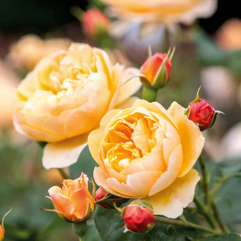 David Austin® Roald Dahl® Potted Rose Bush