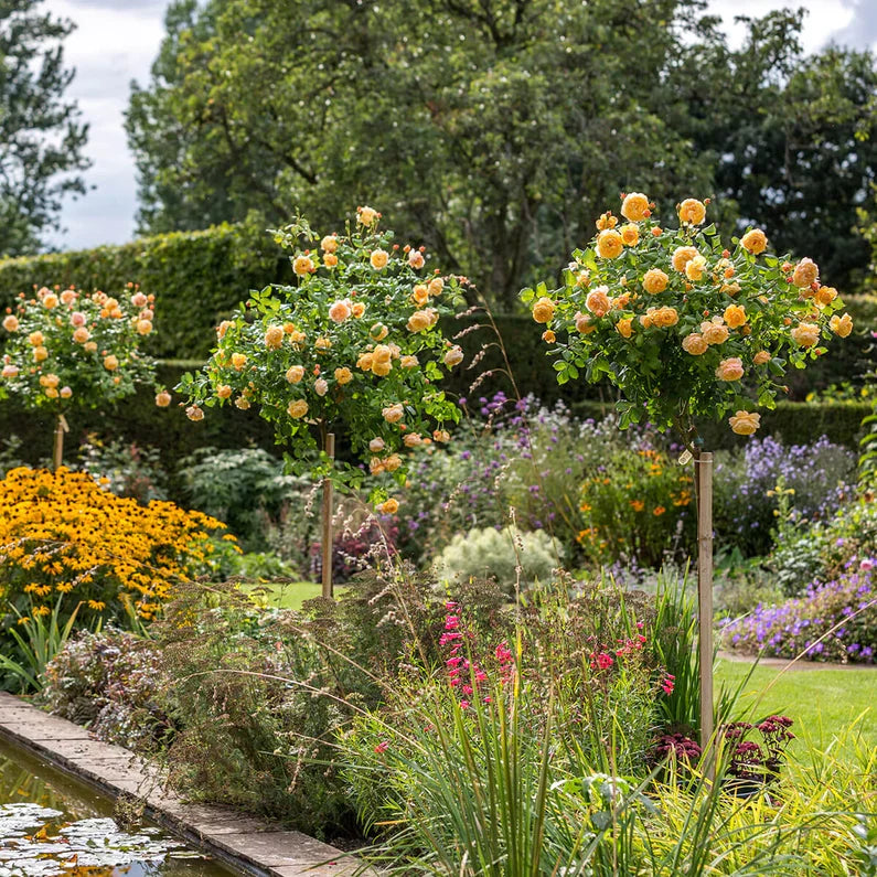 David Austin®  Roald Dahl® Potted Tree Rose