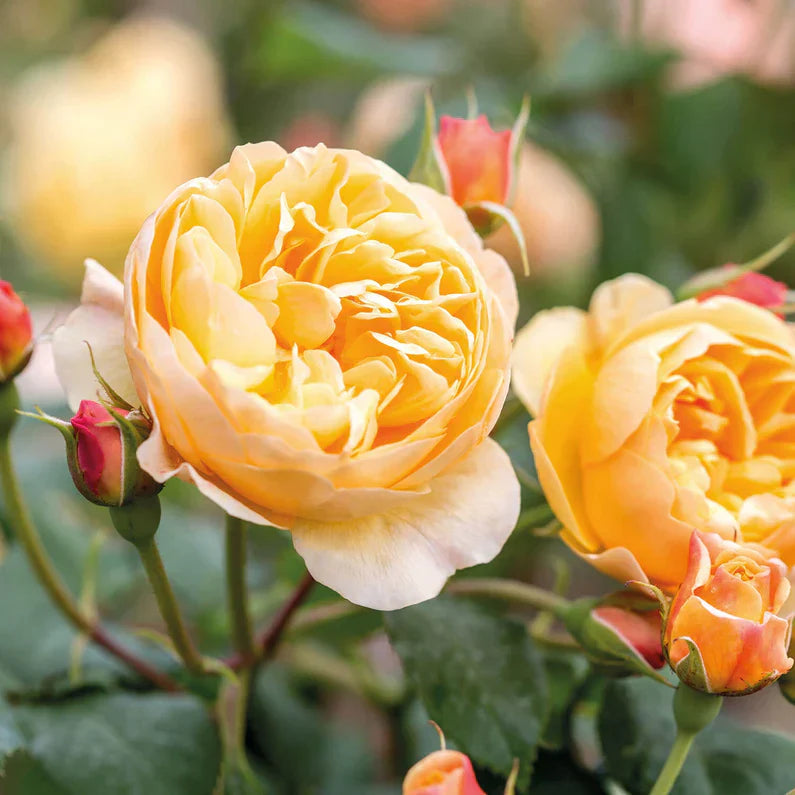 David Austin®  Roald Dahl® Potted Tree Rose