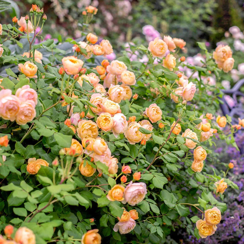 David Austin® Roald Dahl® Potted Rose Bush