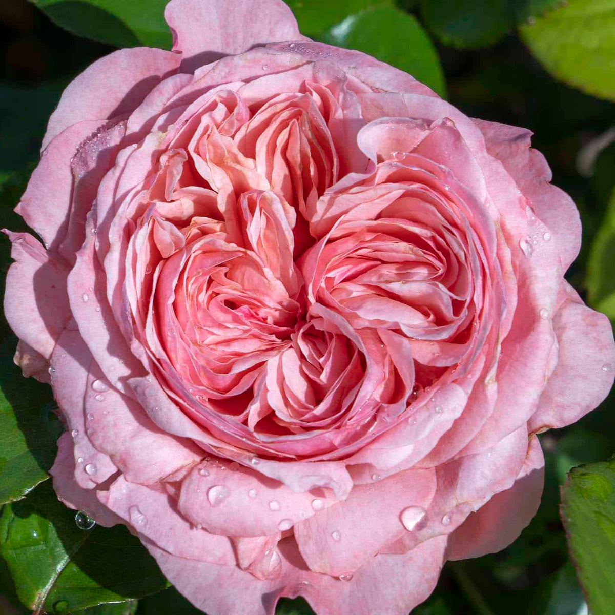 Romantica® Ball Gown™ Rose Bush