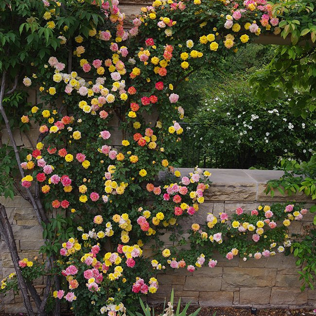 Rainbows End Climbing Rose | Colorful Patio Climber | Grace Rose Farm