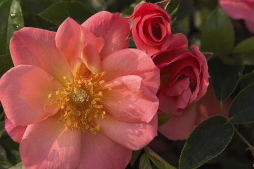 Easy Elegance® All the Rage™ Bare Root Rose Bush