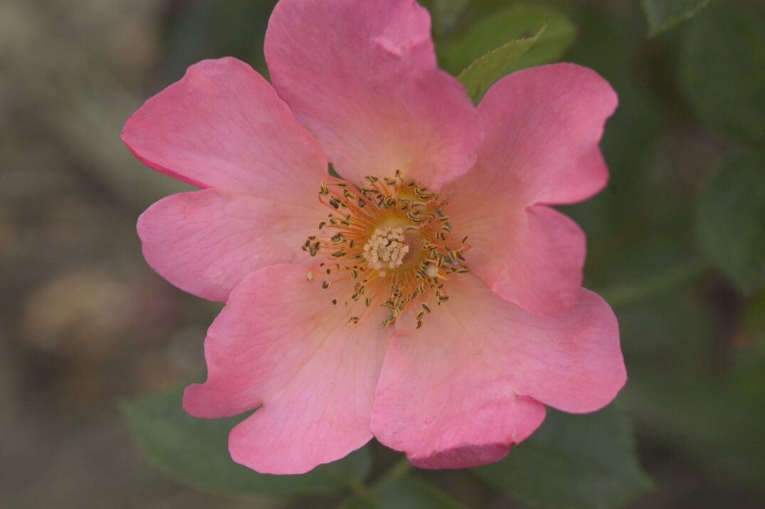 Easy Elegance® All the Rage™ Bare Root Rose Bush