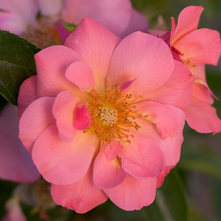 Easy Elegance® All the Rage™ Bare Root Rose Bush