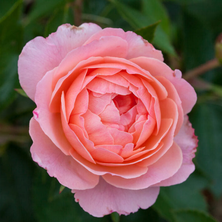 Easy Elegance® Calypso™ Bare Root Rose Bush