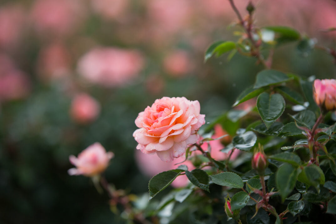 Easy Elegance® Calypso™ Bare Root Rose Bush