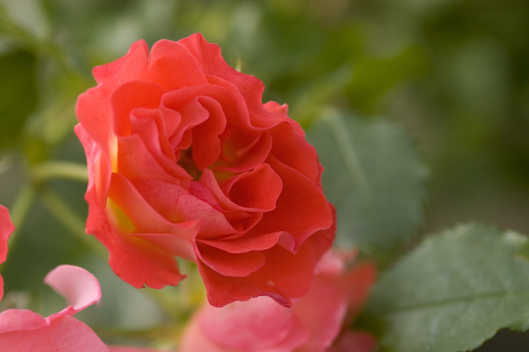 Easy Elegance® Coral Cove Bare Root Rose Bush